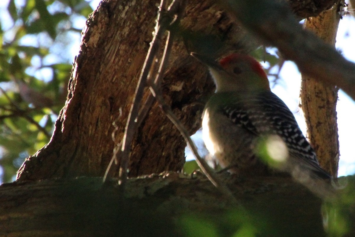 Red-bellied Woodpecker - ML407982811