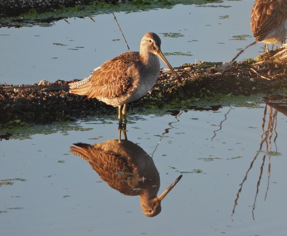 Long-billed Dowitcher - ML407996691