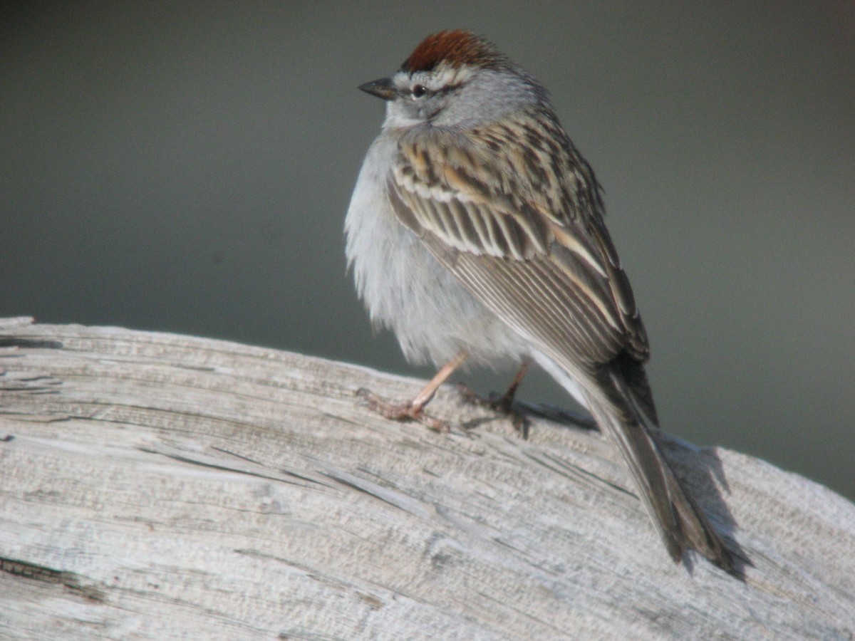 Chipping Sparrow - Steve Glover