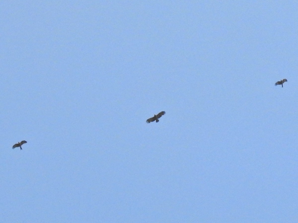 Indian Spotted Eagle - ML408001321
