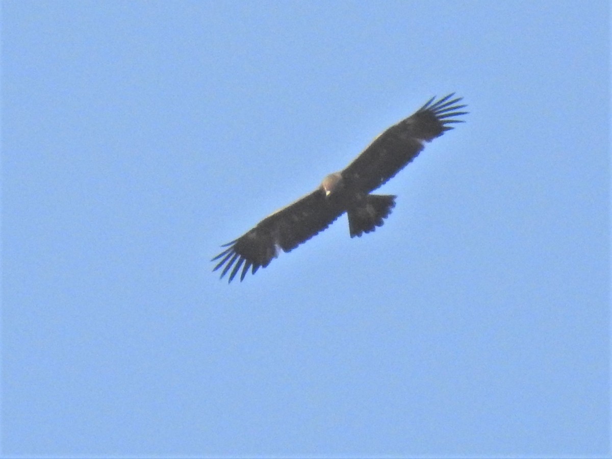 Indian Spotted Eagle - ML408001431