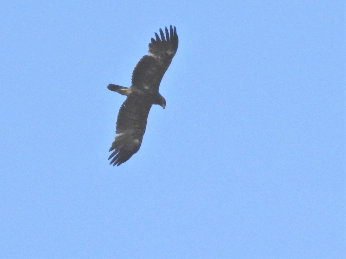 Indian Spotted Eagle - ML408001451