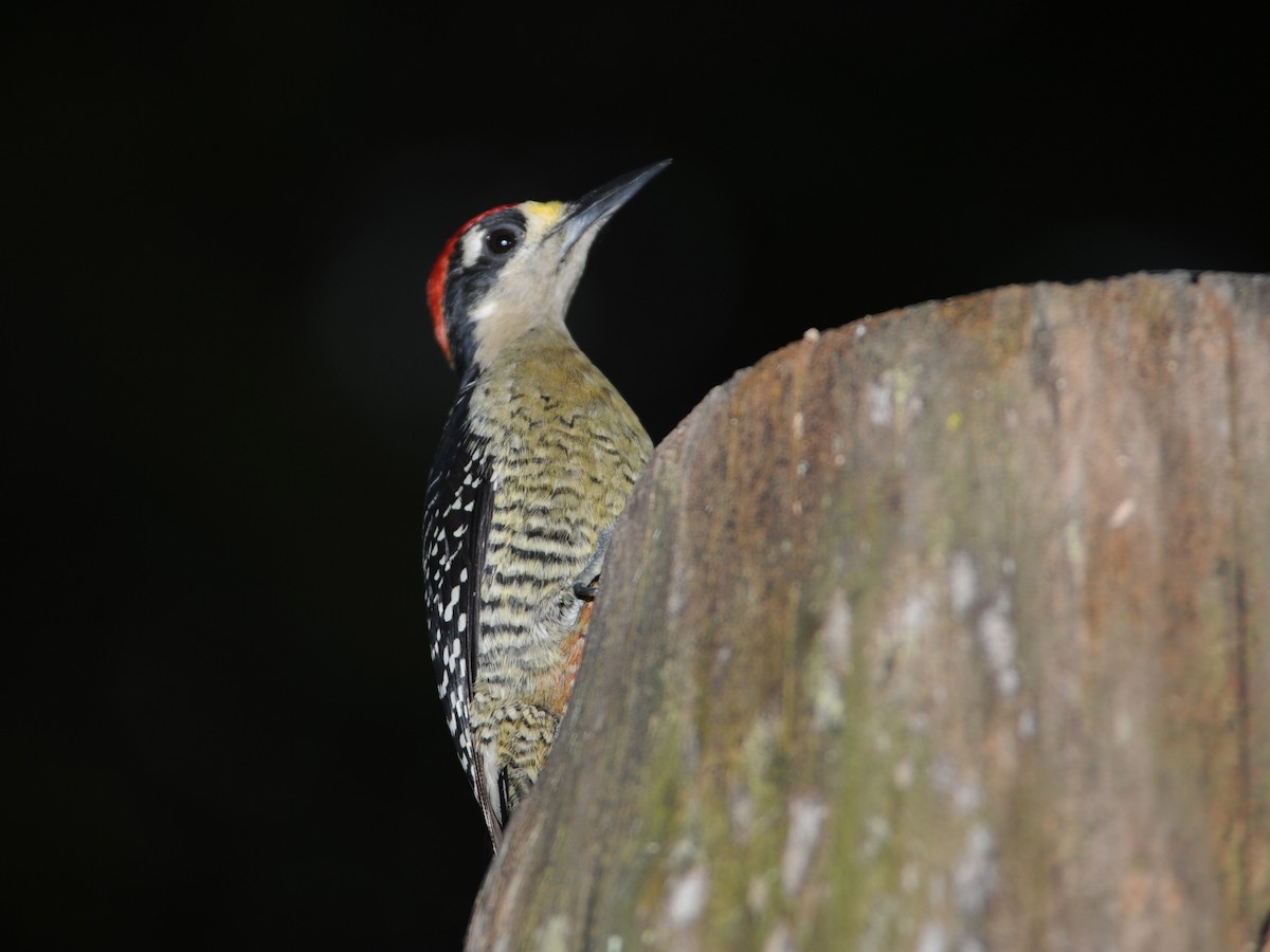 Black-cheeked Woodpecker - ML40800751