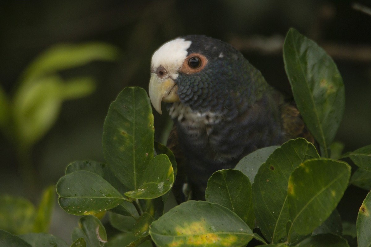 White-crowned Parrot - ML408011151