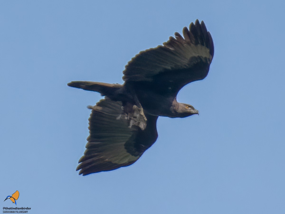 Changeable Hawk-Eagle - Saravanan Palanisamy