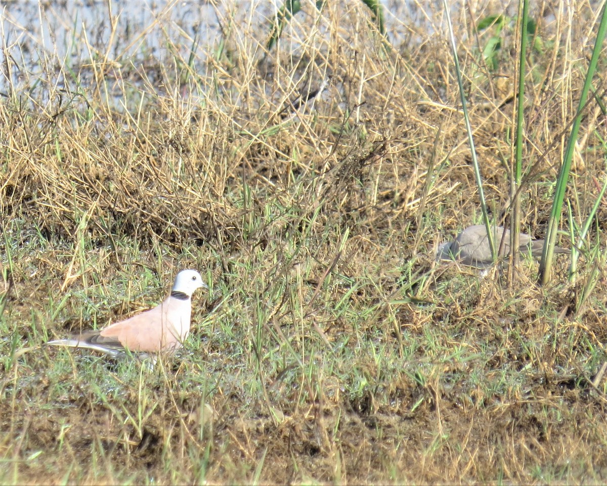 Red Collared-Dove - ML408013181