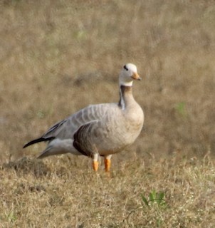 Bar-headed Goose, ML408015251