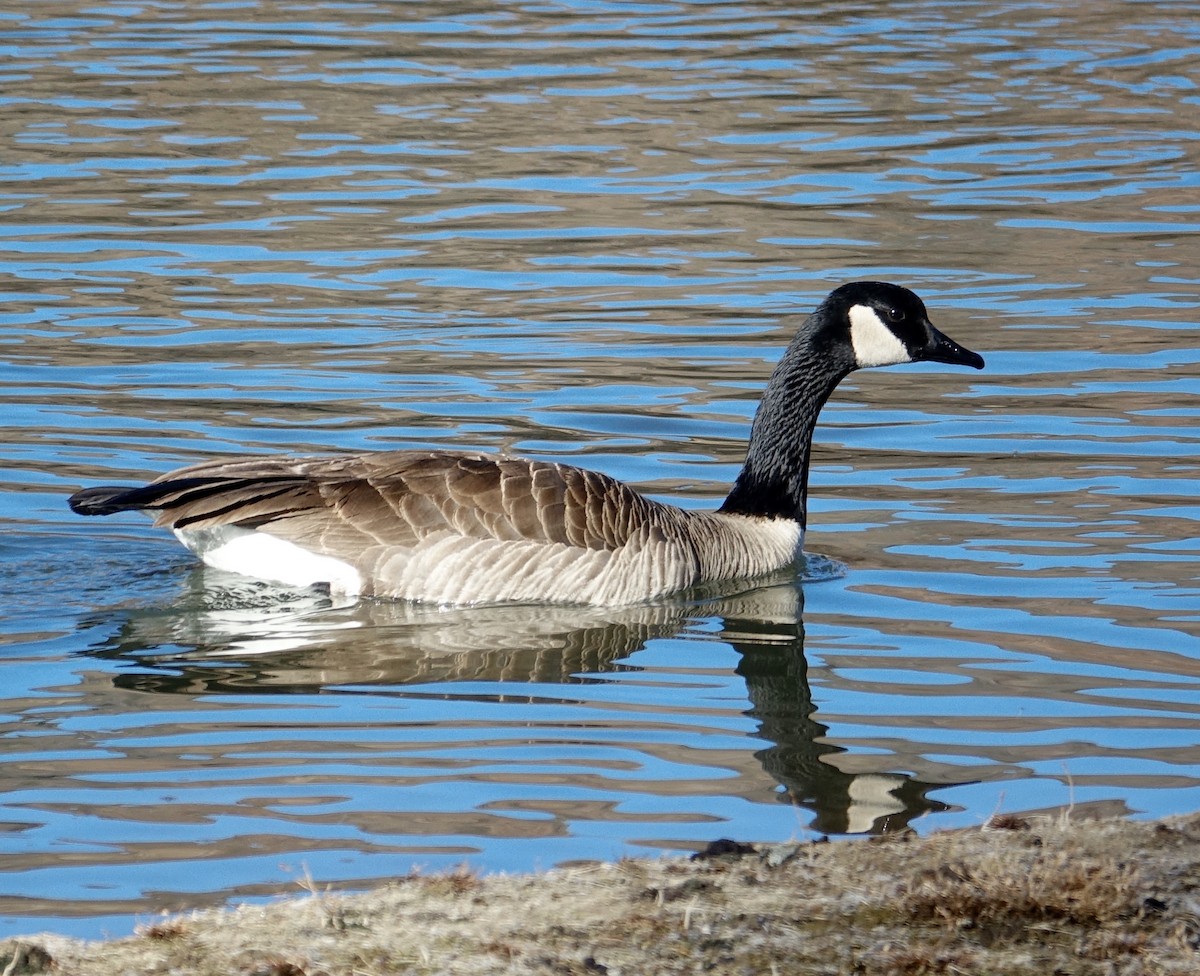 Canada Goose - Thomas Jackman
