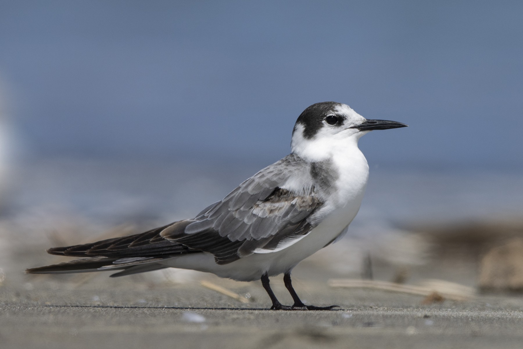 Black tern. Black tern