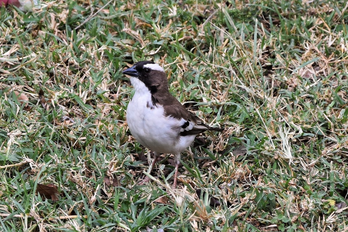 White-browed Sparrow-Weaver - ML408027891