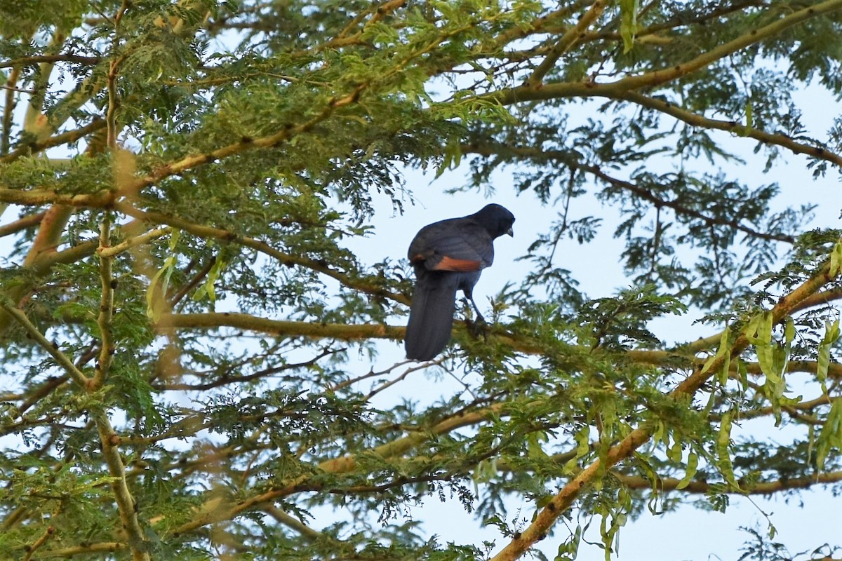 Red-winged Starling - ML408028151