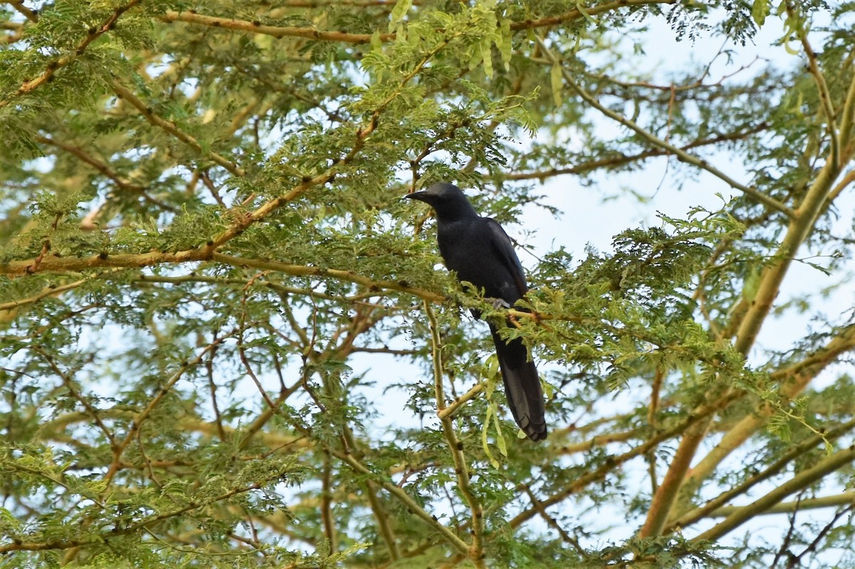 Red-winged Starling - ML408028161