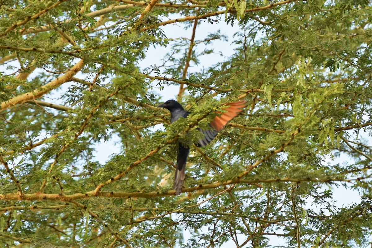 Red-winged Starling - ML408028171