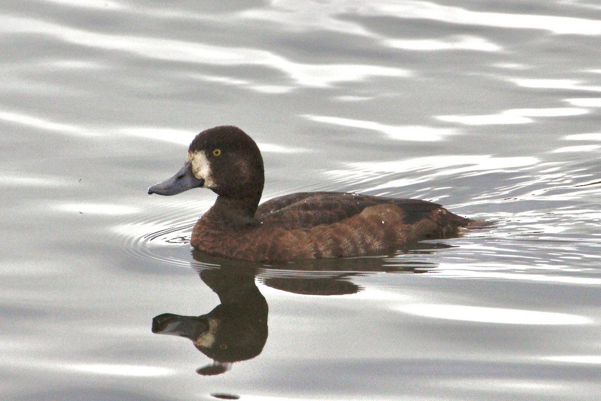 Greater Scaup - ML408037281