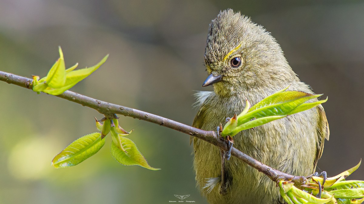 Yellow-browed Tit - ML408038771