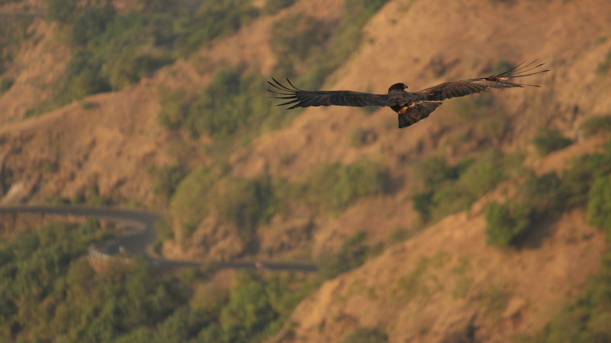 Black Eagle - Shantanu Sharma