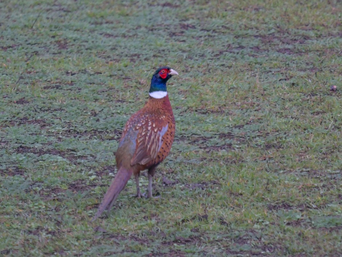 Ring-necked Pheasant - Mike Deighan