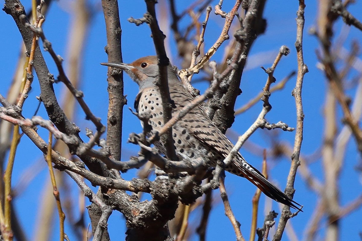 Northern Flicker (Red-shafted) - ML408048411