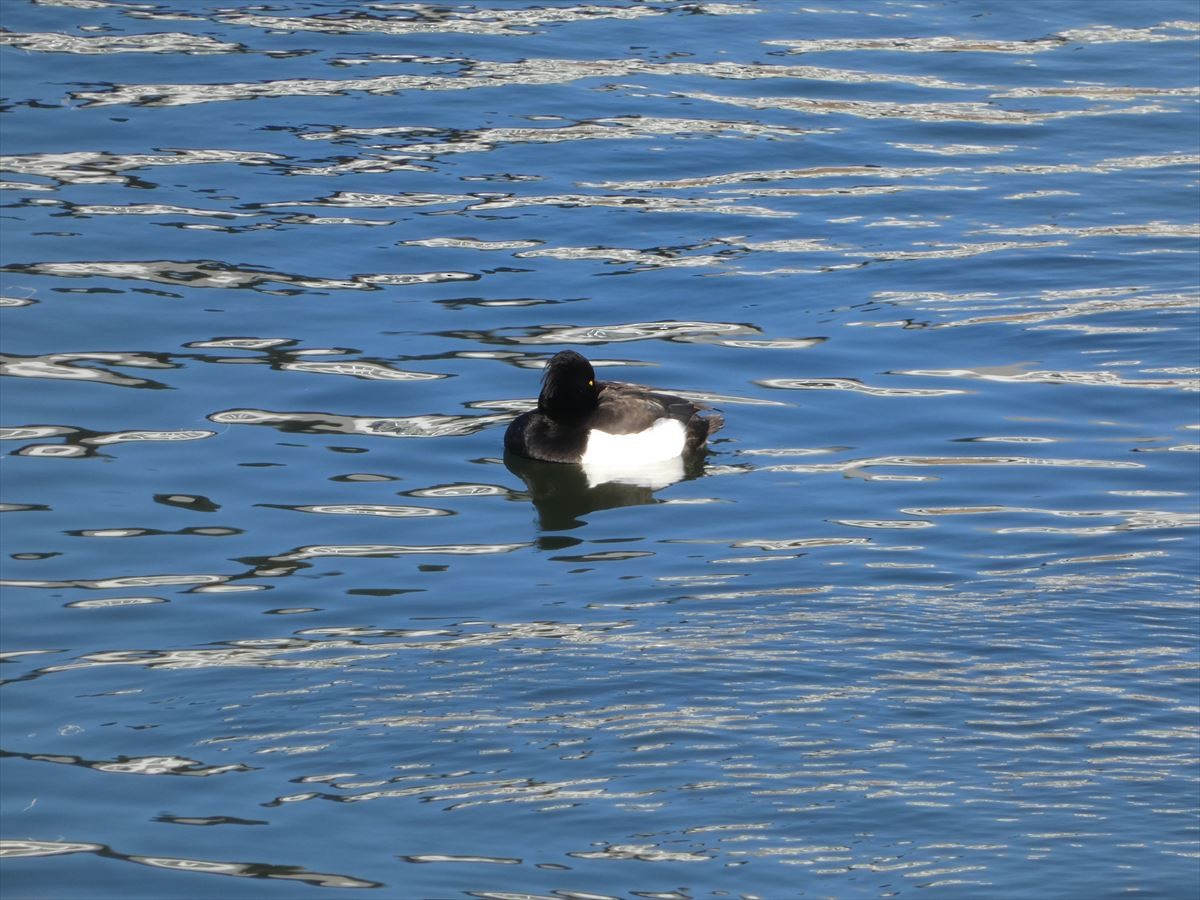 Tufted Duck - ML408049131