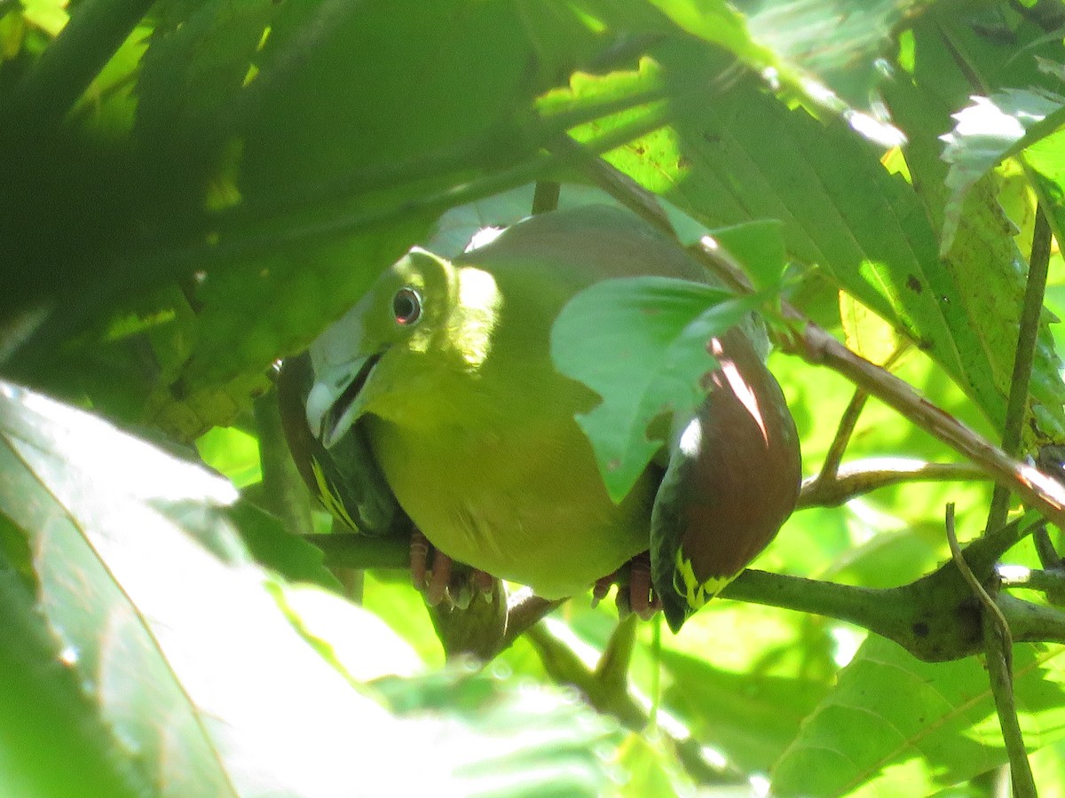 Ashy-headed Green-Pigeon - ML408049191