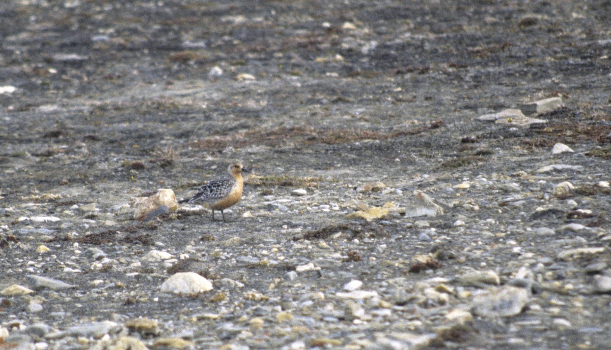 Red Knot - ML408050331