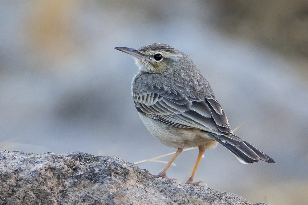 pipit sp. - ML408053541