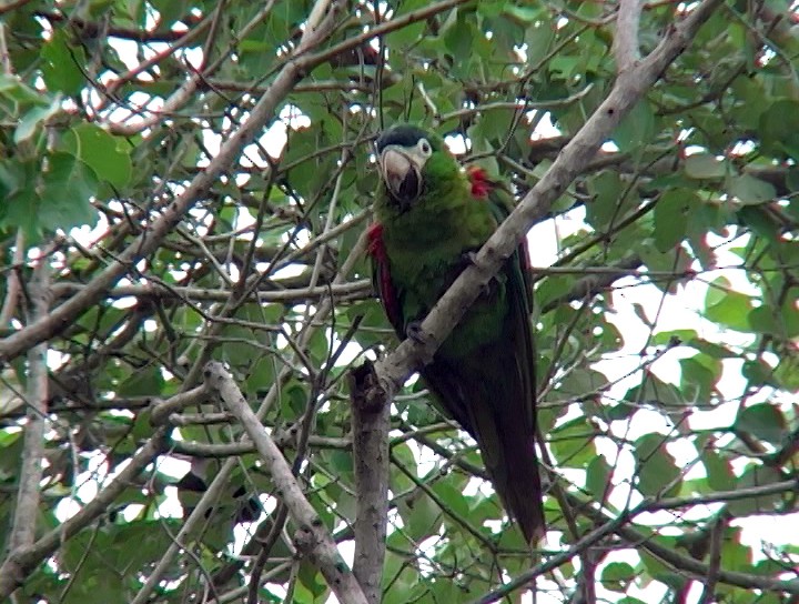 Red-shouldered Macaw (Southern) - ML408054721