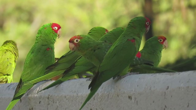 Guayaquil Papağanı - ML408058761