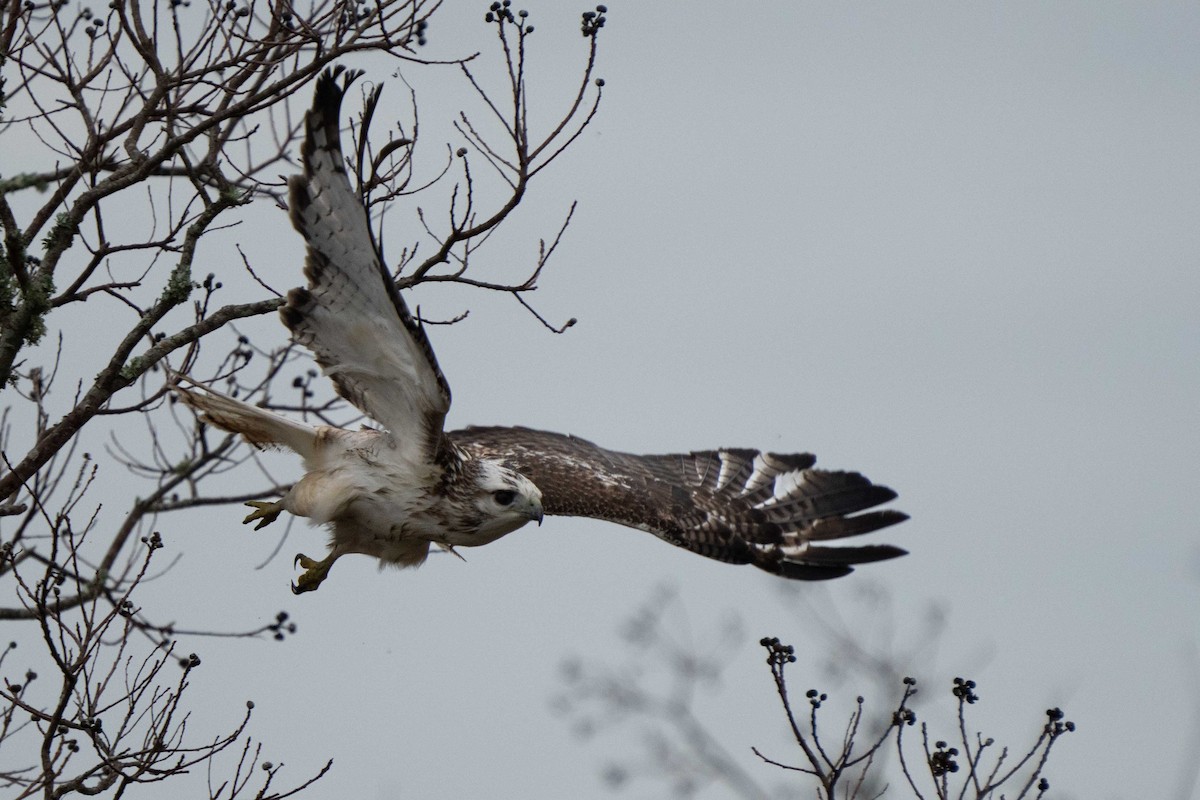 Red-tailed Hawk - ML408059611