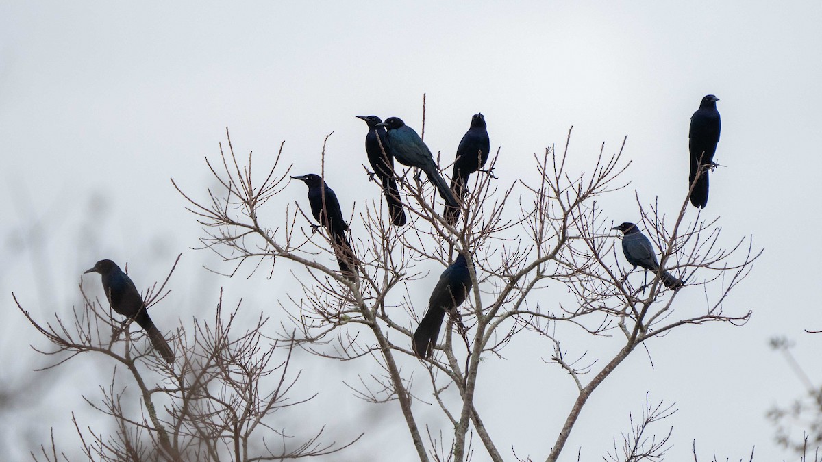 Boat-tailed Grackle - ML408062301