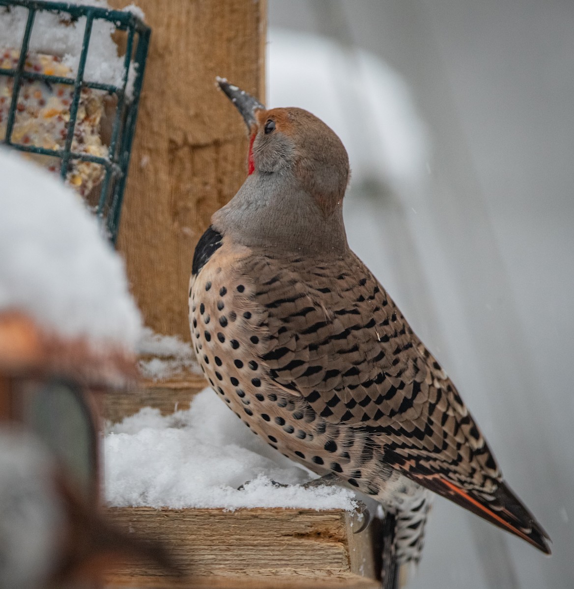 Northern Flicker (Yellow-shafted x Red-shafted) - ML408062961