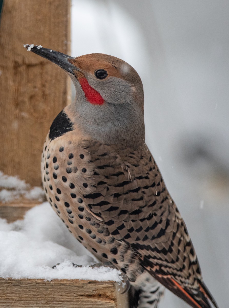 Northern Flicker (Yellow-shafted x Red-shafted) - ML408062991
