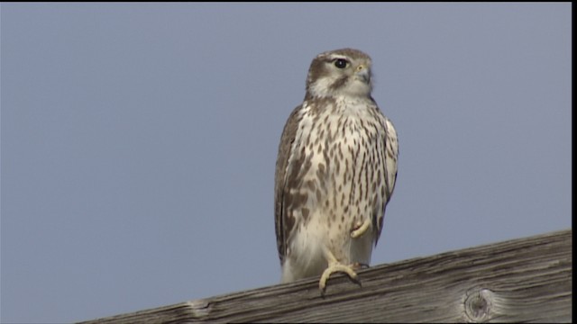  - Prairie Falcon