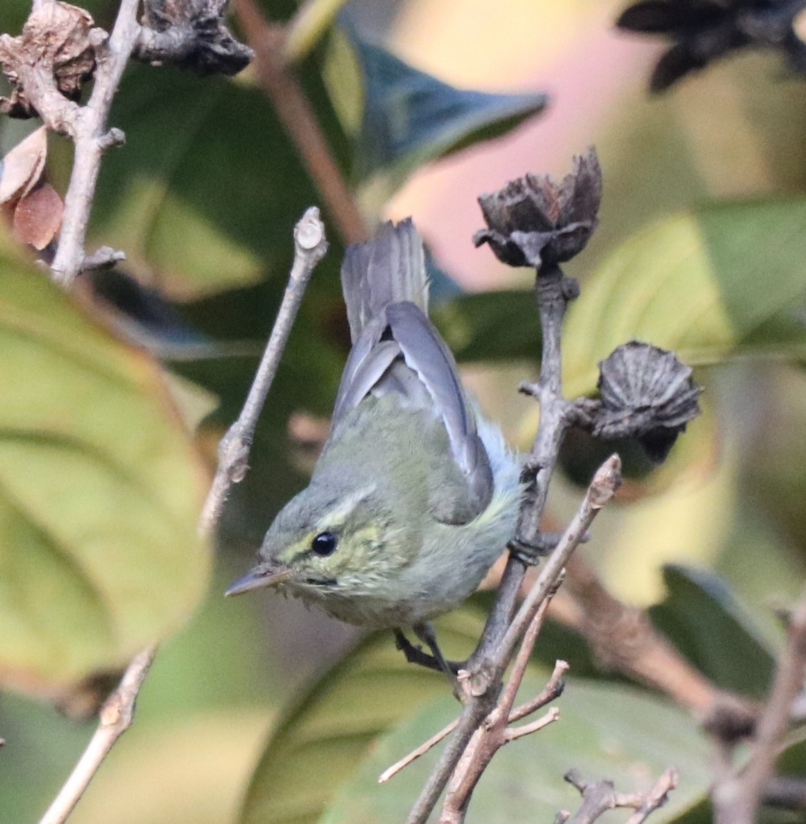 Green Warbler - Chandrashekar M
