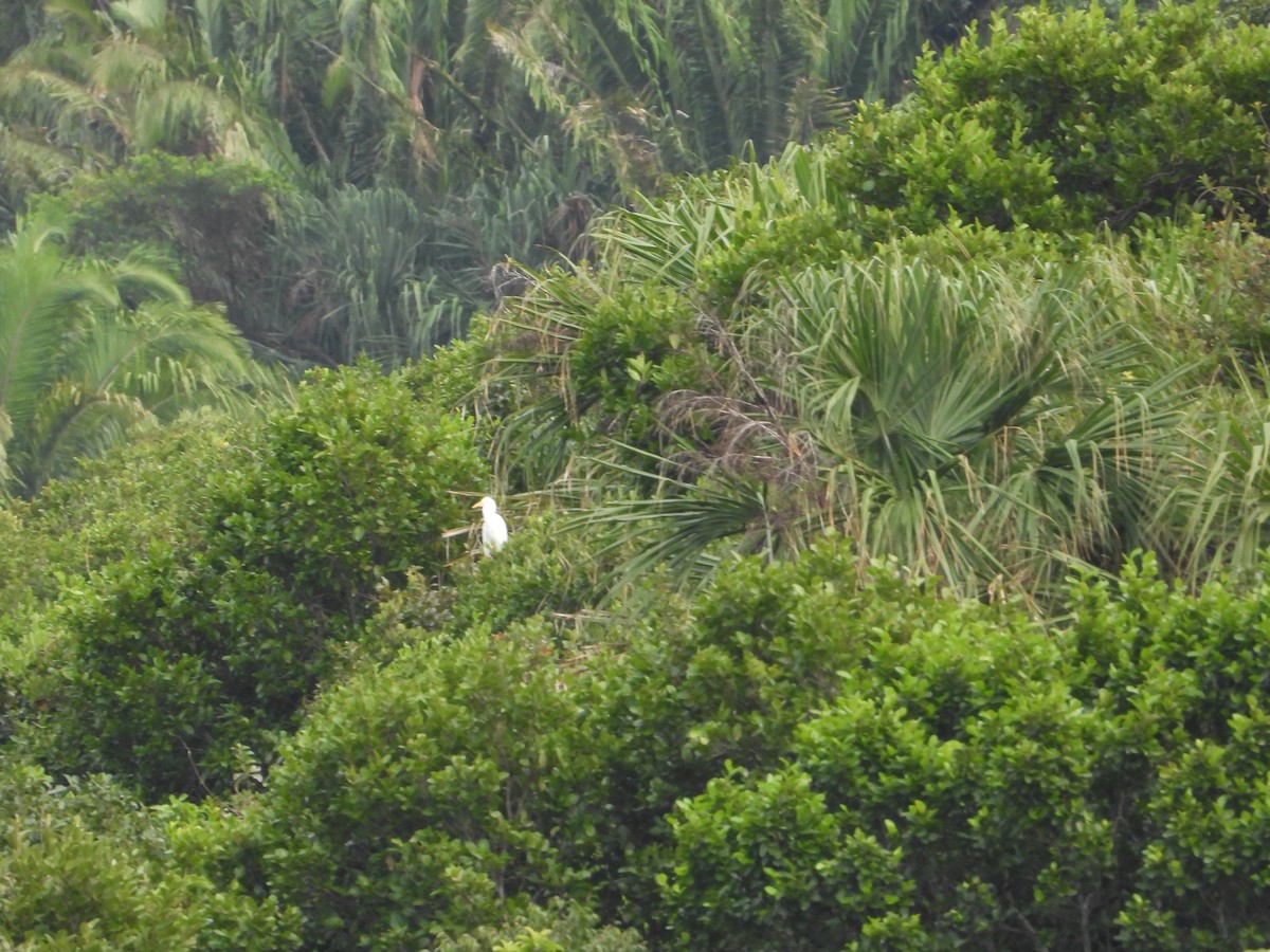 eBird Checklist - 20 Jan 2022 - Roatán--Isla Barbareta - 7 species