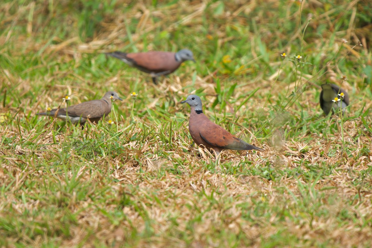 Red Collared-Dove - ML408072191