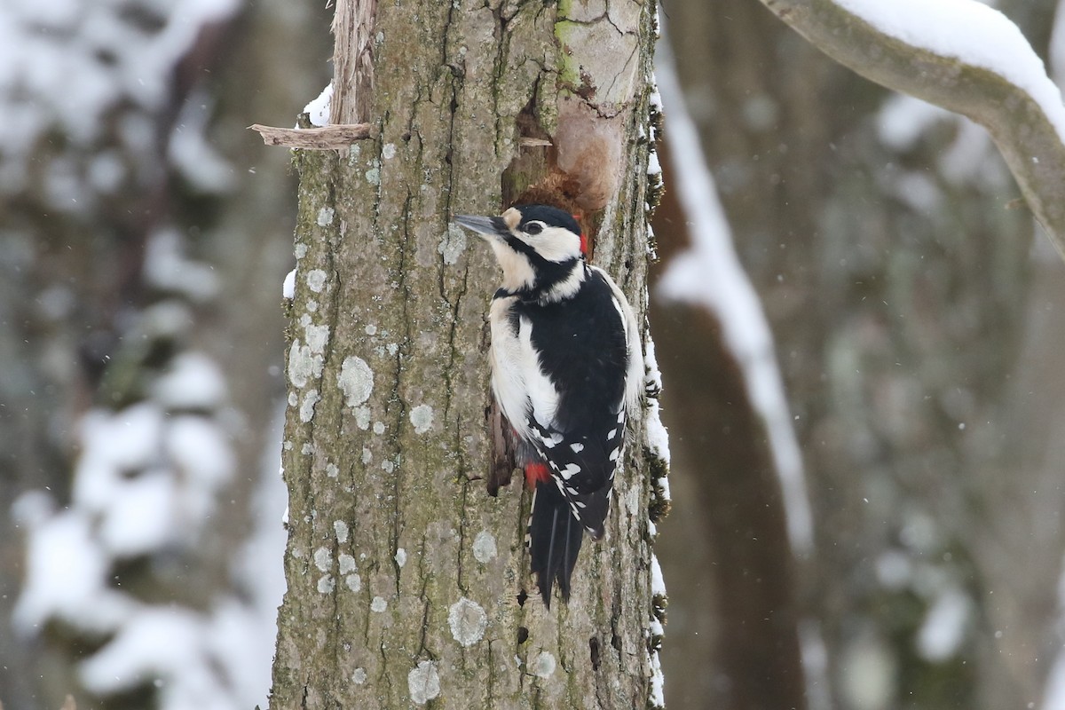 Great Spotted Woodpecker - ML408074591