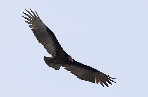 Lesser Yellow-headed Vulture - ML40807851