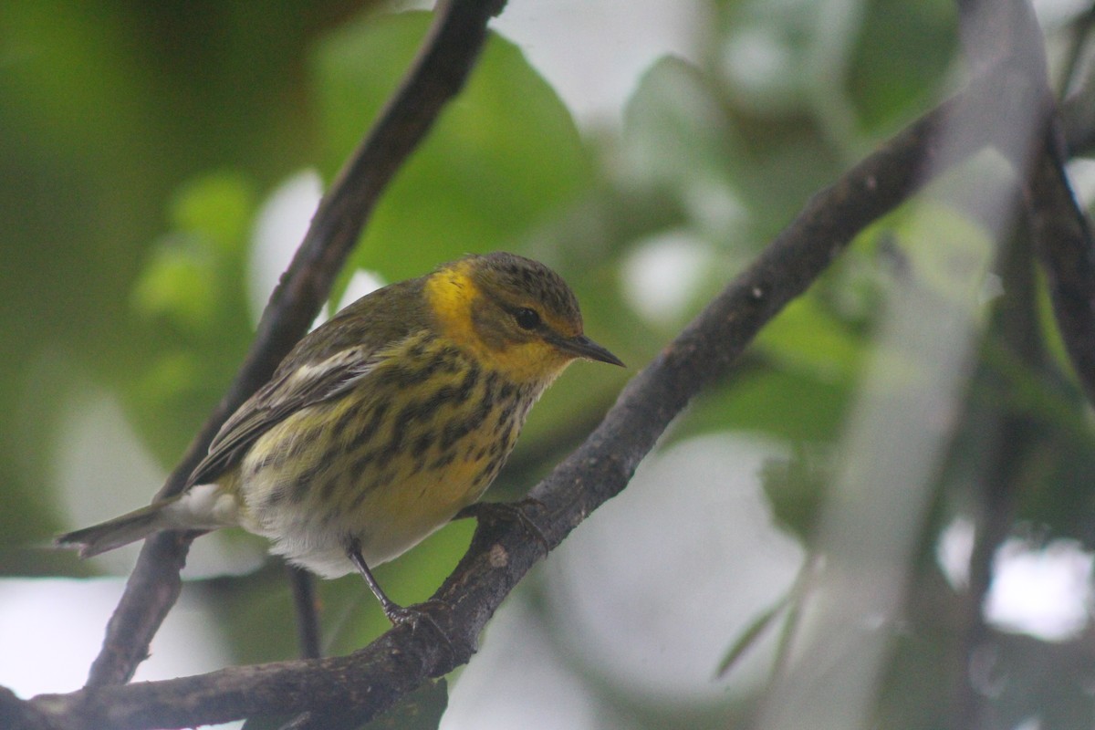 Cape May Warbler - ML40808061