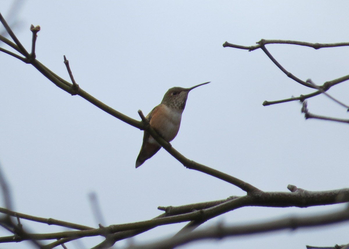 Rufous Hummingbird - ML40808311