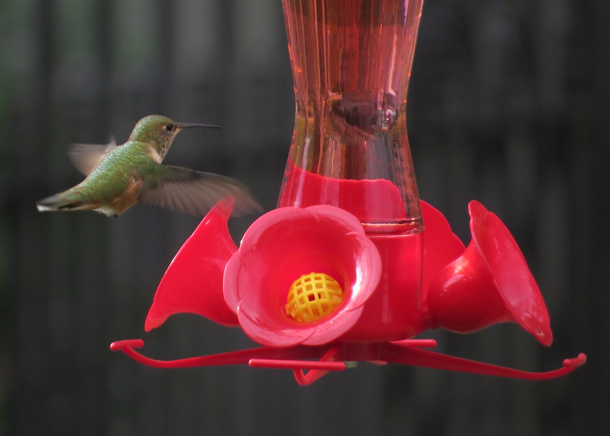 Rufous Hummingbird - Ian Gardner