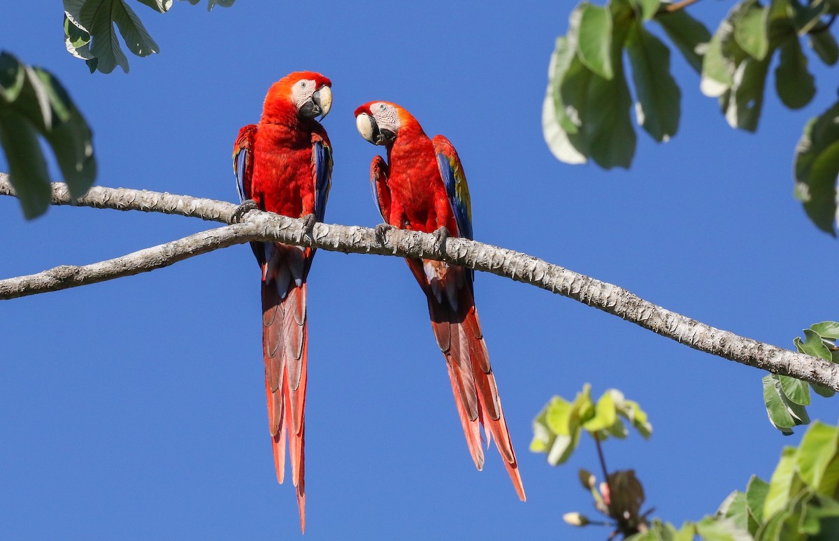 Scarlet Macaw - Carlos Sanchez