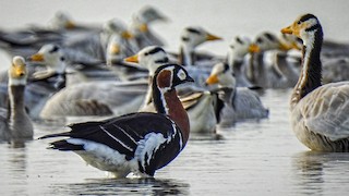 Red-breasted Goose, ML408087431