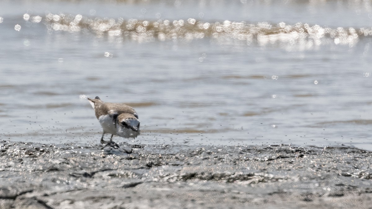 White-faced Plover - Charmain Ang