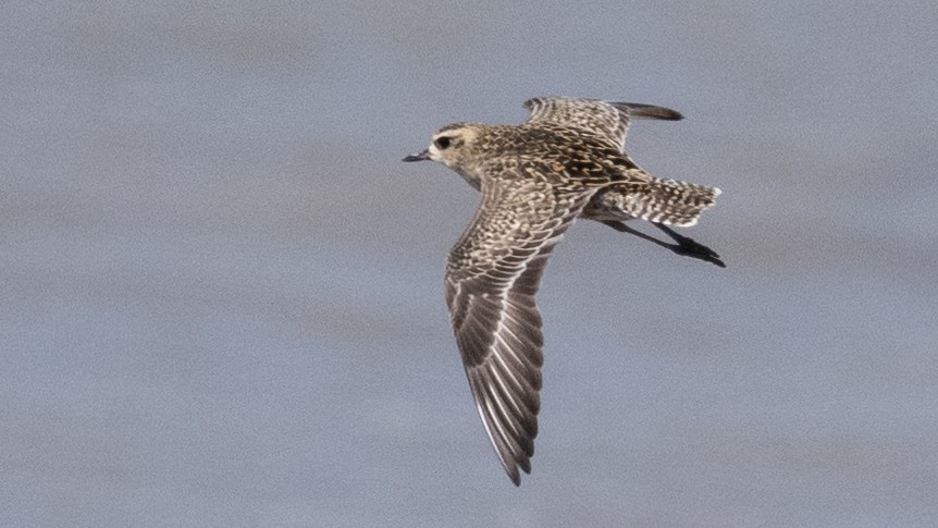 Pacific Golden-Plover - Charmain Ang