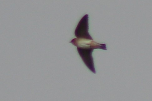 Cave Swallow - ML408096411