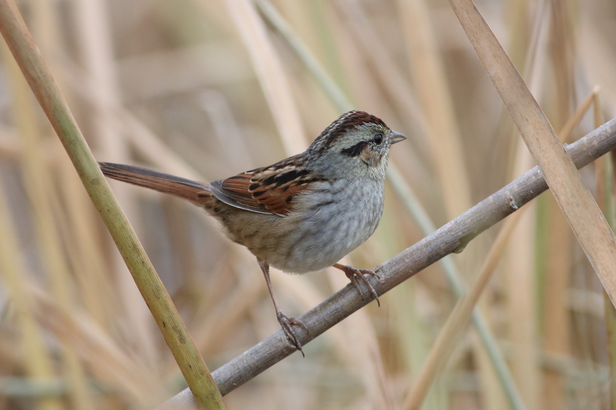 Swamp Sparrow - Eric Hartshaw