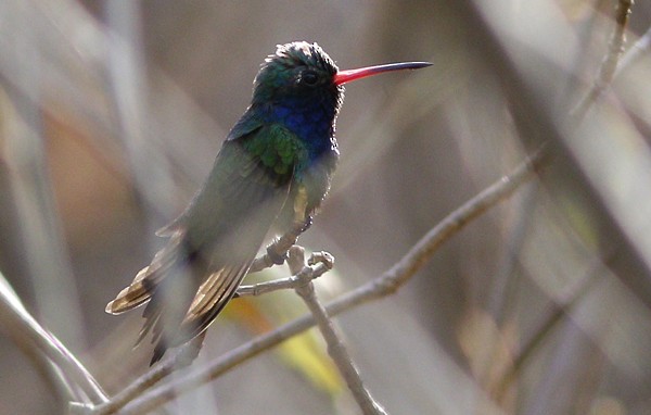 Turquoise-crowned Hummingbird - ML40809851