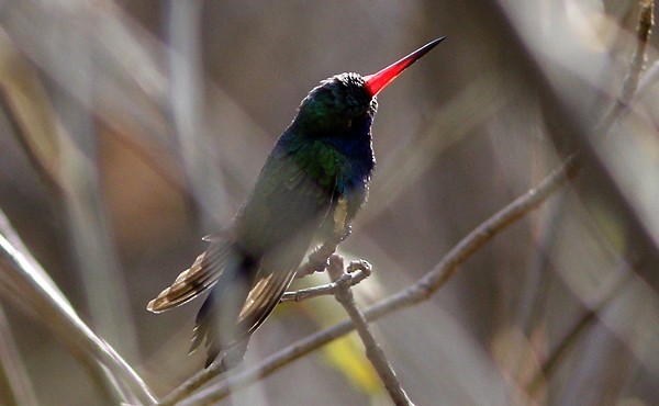 Turquoise-crowned Hummingbird - ML40809861