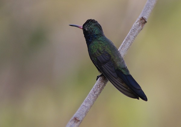 Turquoise-crowned Hummingbird - ML40809871